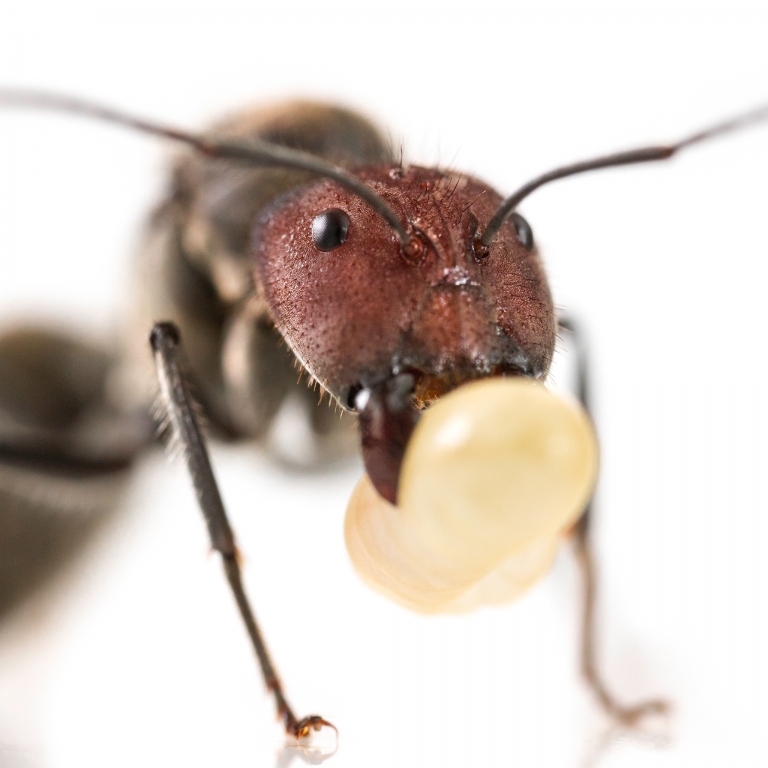 Camponotus singularis